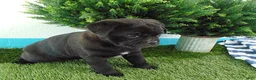 Mixed Breed dogs for sale: Sally - Ad 5