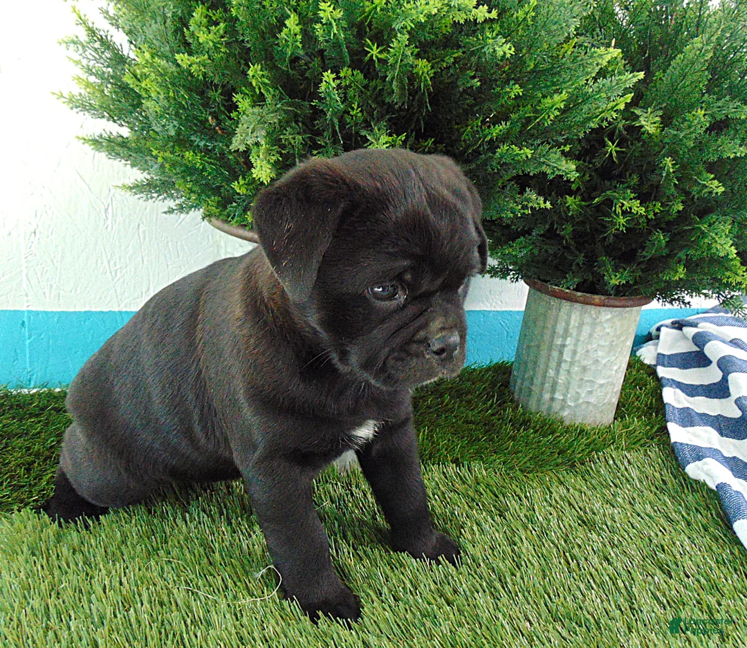 Mixed Breed dogs for sale: Sally - Ad 5
