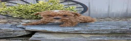 Toy Poodle dogs for sale: Prince - Ad 2