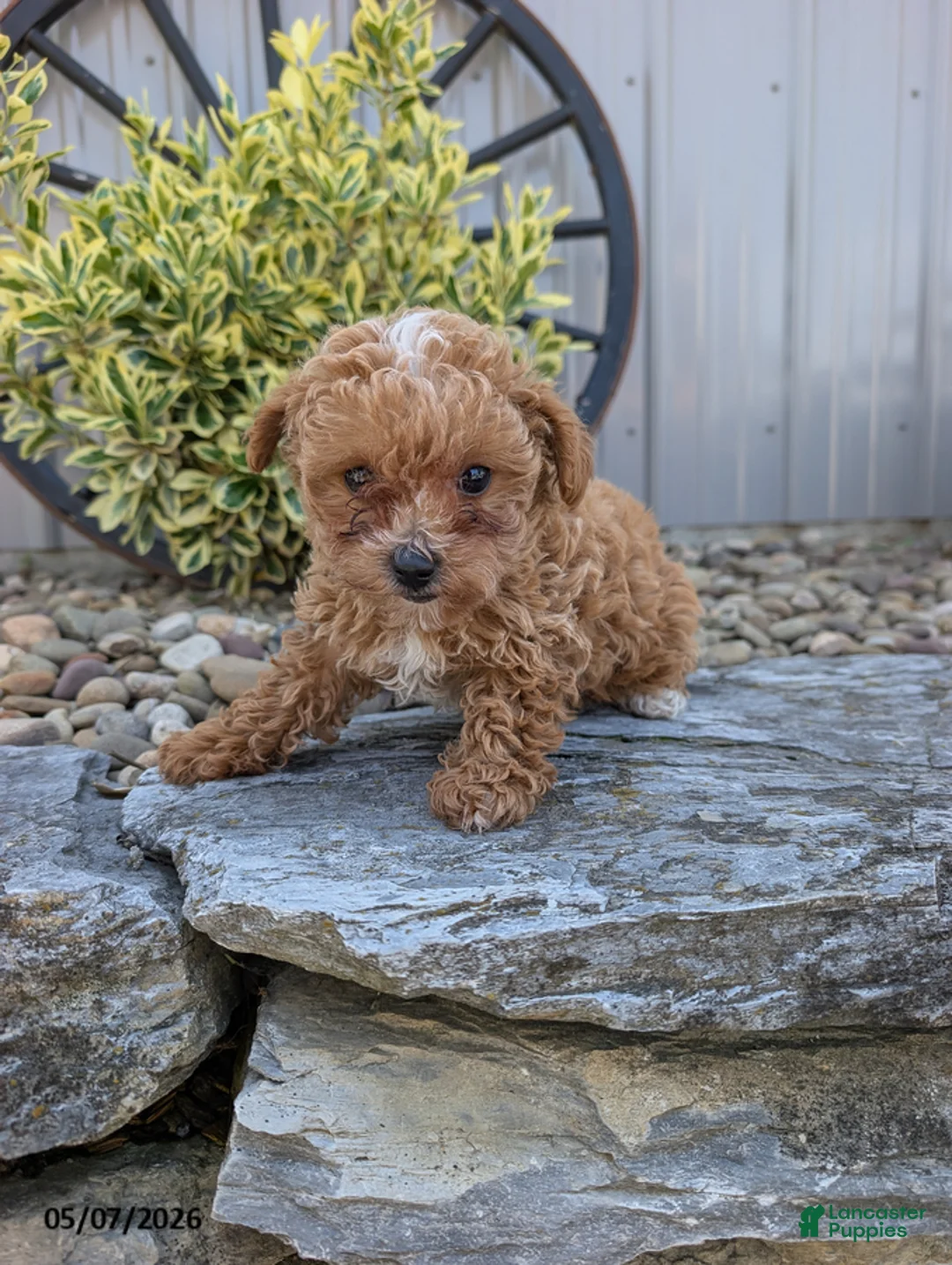 Toy Poodle dogs for sale: Prince - Ad 2