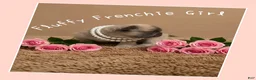 French Bulldog dogs for sale: Juicy - Ad 3