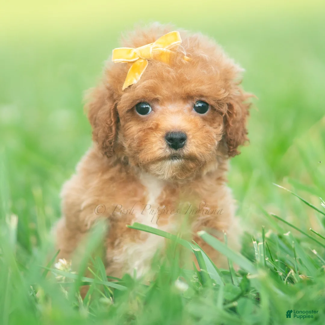 Toy Poodle dogs for sale: Bixby AKC - Ad 1