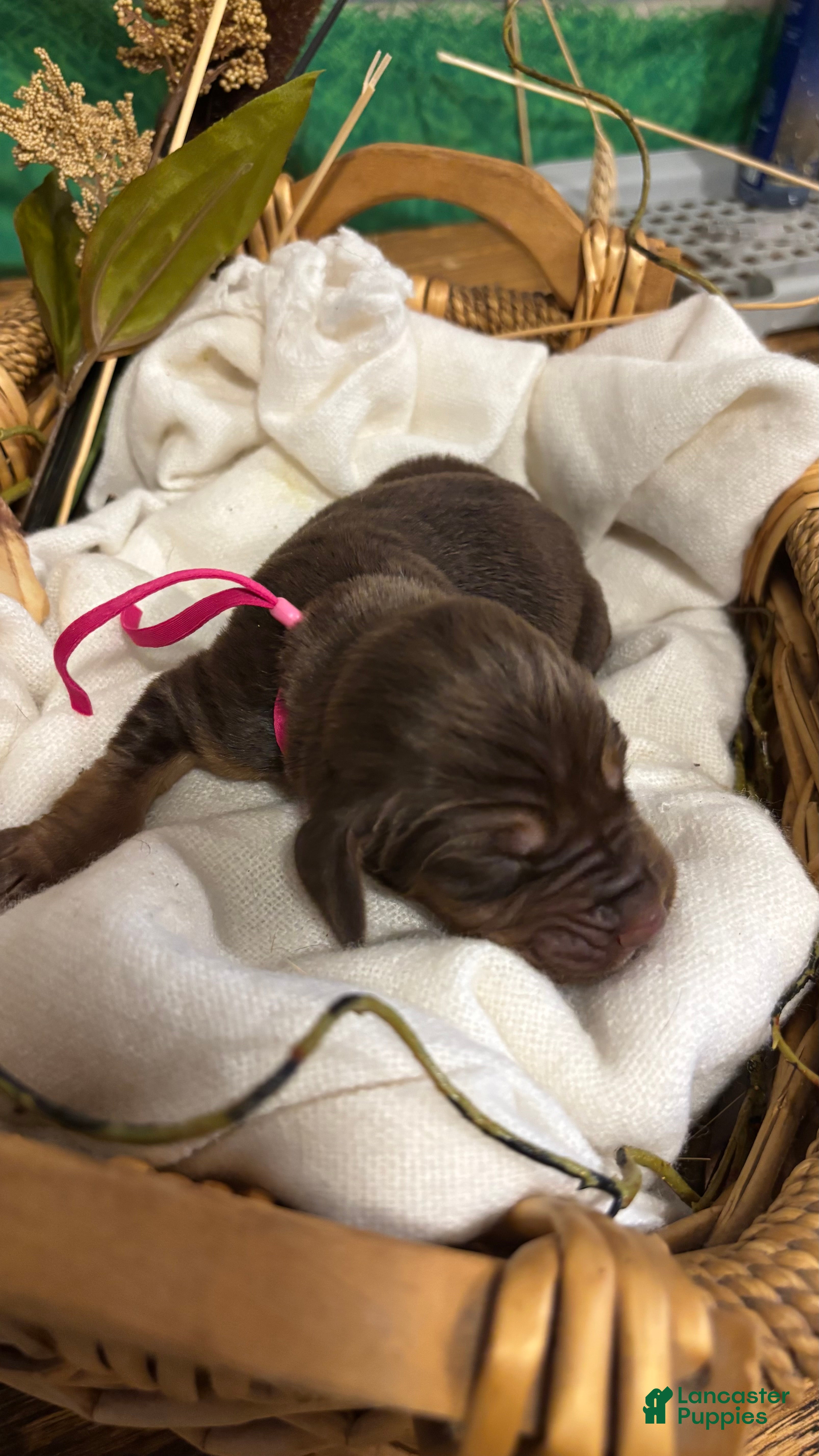Bloodhound dogs for sale: Pink collar female  - Ad 1