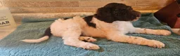 Goldendoodle dogs for sale: Cash - Ad 3