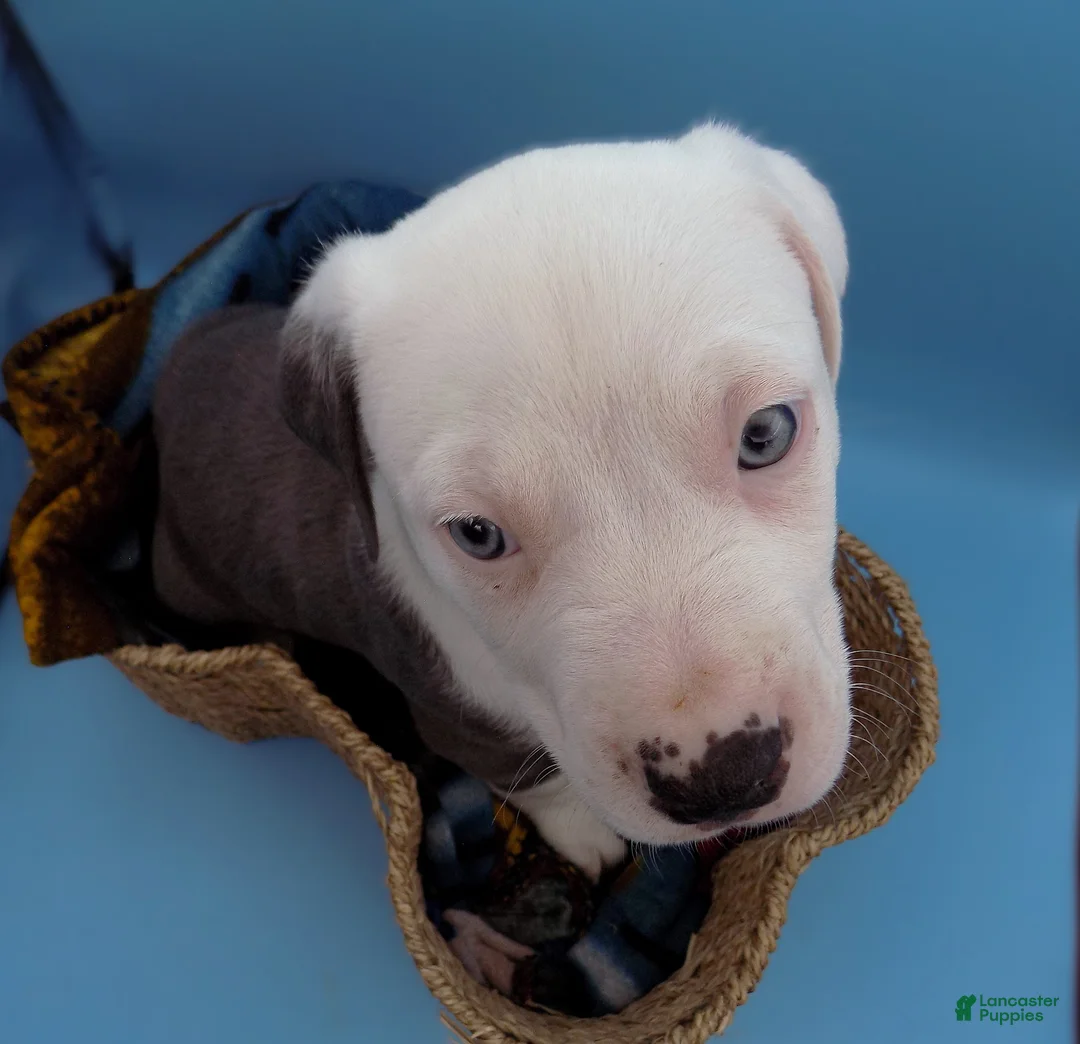 Mixed Breed dogs for sale: Mambo - Ad 12