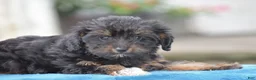 Yorkiepoo dogs for sale: Anya - Ad 11
