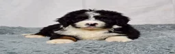 Bernedoodle dogs for sale: Wyatt - Ad 5