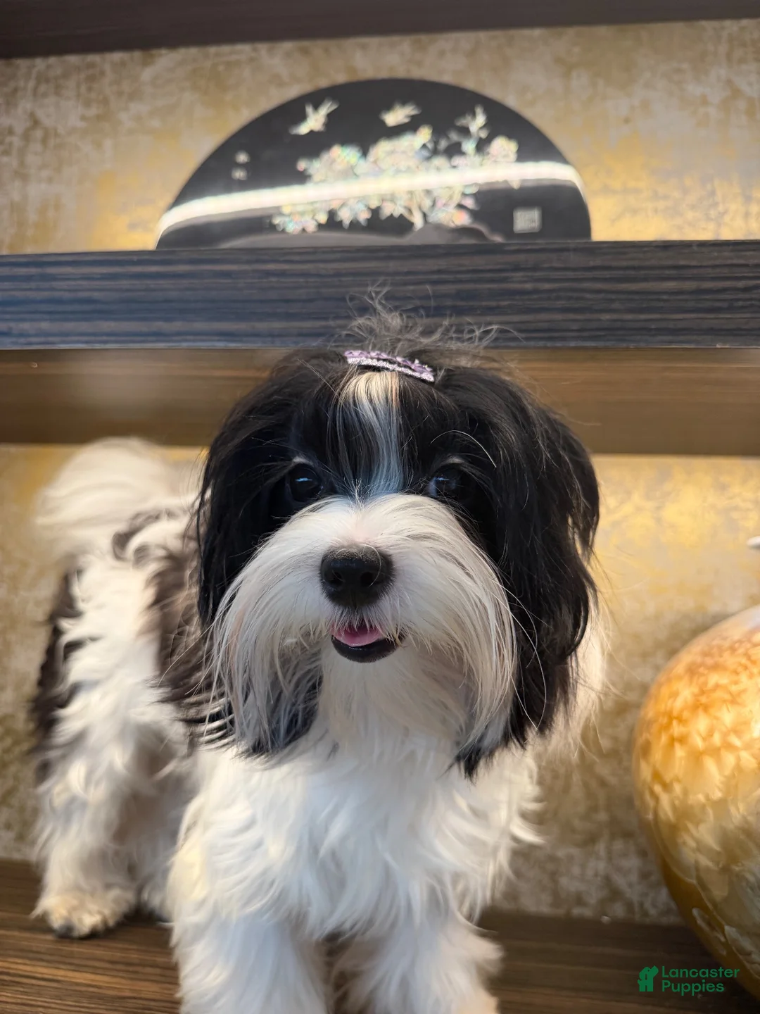 Morkie dogs for sale: Helen - Ad 1