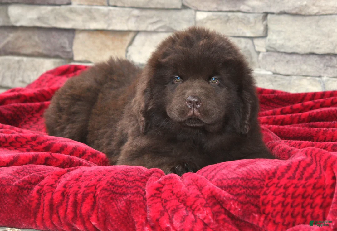 Newfoundland dogs for sale: Paisley-pending - Ad 8