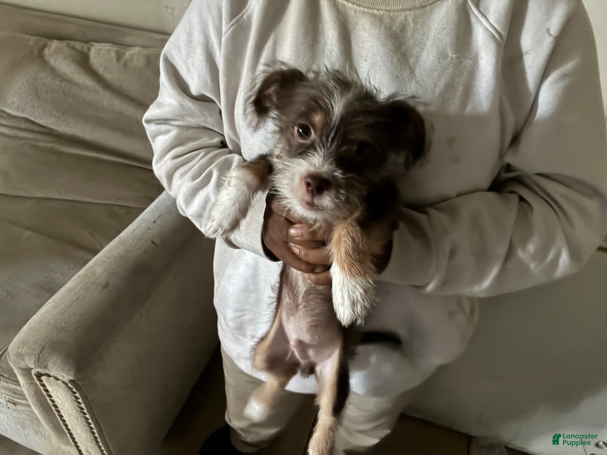 Yorkiepoo dogs Yorkiepoo 2 - Ad 17