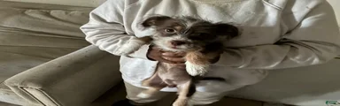 Yorkiepoo 2