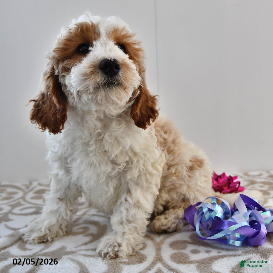 Mini Goldendoodle dogs Fletcher - Ad 9