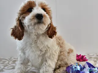 Mini Goldendoodle dogs Fletcher - Ad 9