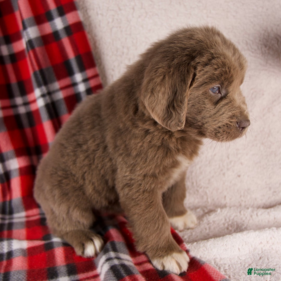 Newfoundland dogs for sale: Fern - Ad 5