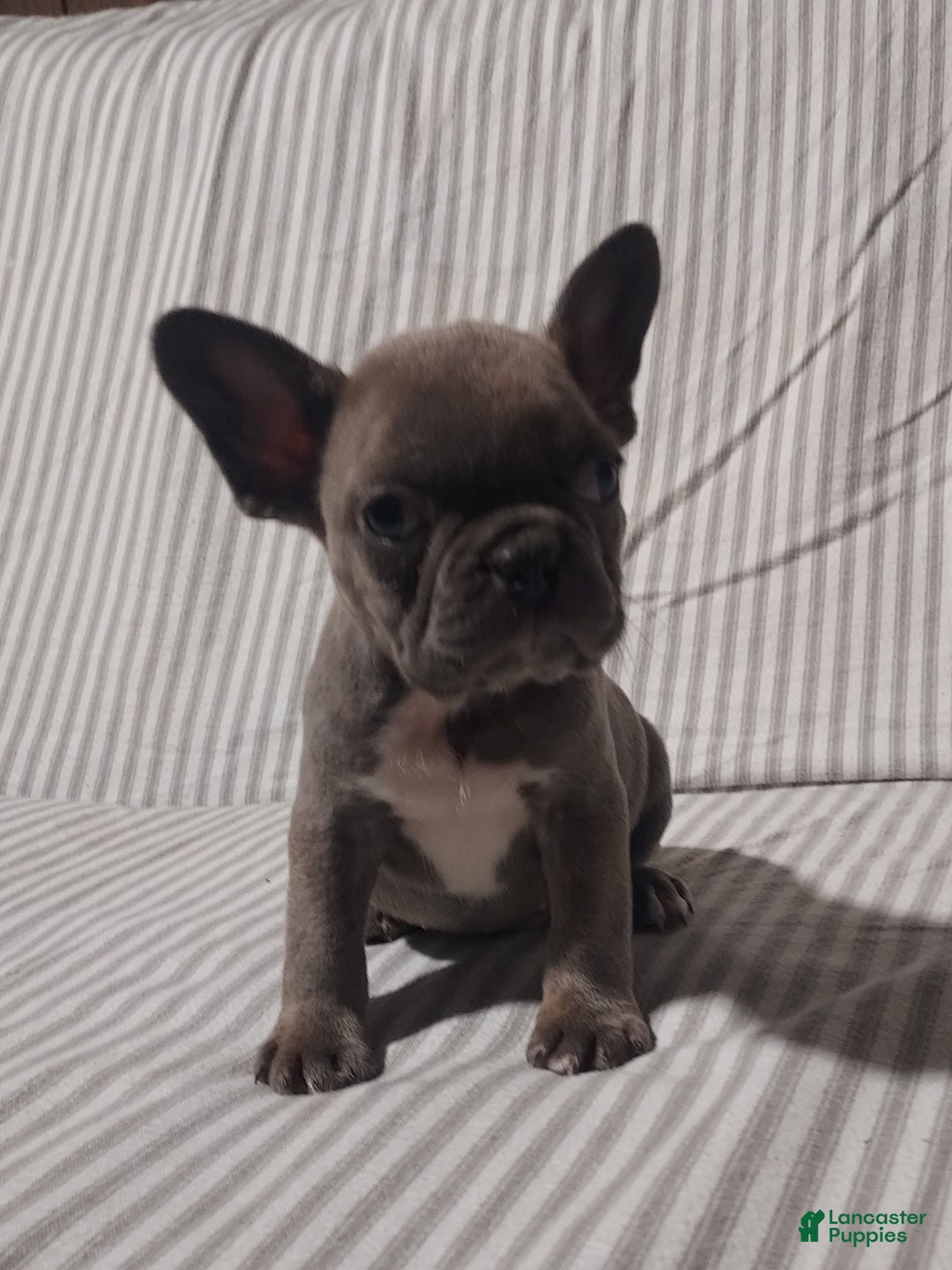 Mixed Breed dogs for sale: Cooper - Ad 9