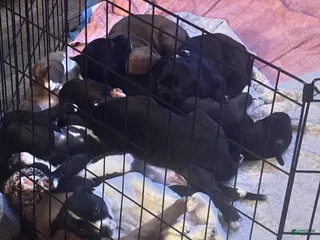 Mixed Breed dogs Mixed Breed Puppy 6 - Ad 5