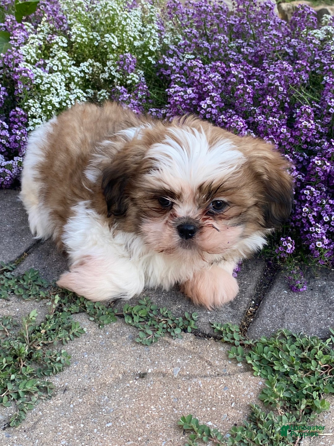 Shih Tzu dogs for sale: Sally - Ad 5