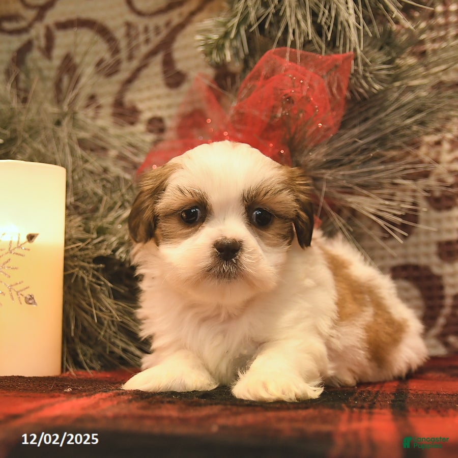 Shih Tzu dogs Snowflake  - Ad 19