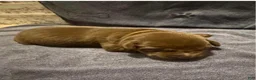 Labrador Retriever dogs for sale: Roy - Ad 3