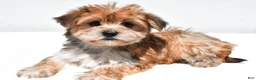 Morkie dogs for sale: Millie - Ad 5