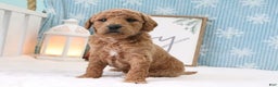 Mini Goldendoodle dogs for sale: Bryson - Ad 3