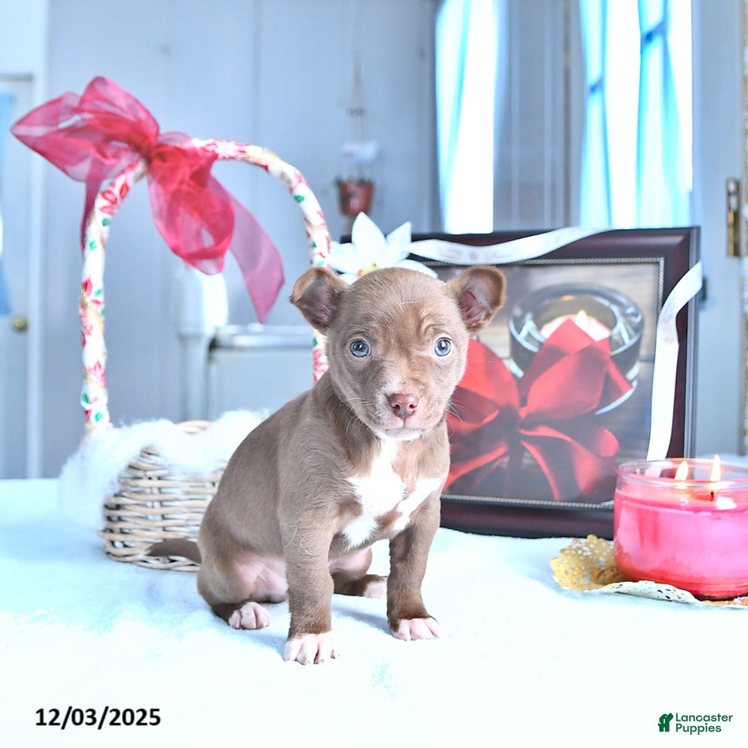 Chihuahua dogs for sale: Mr. Chocolate - Ad 3