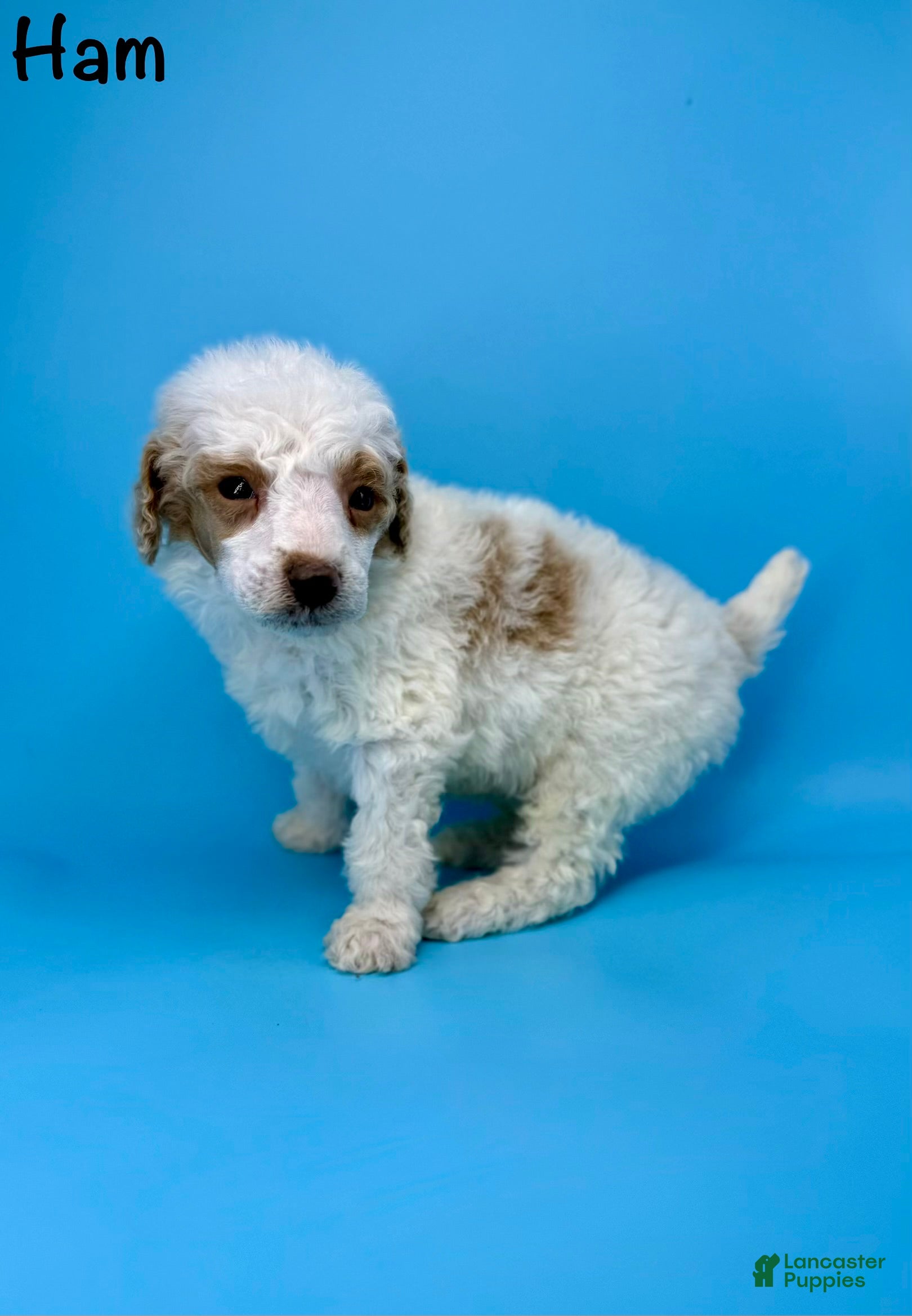 Miniature Poodle dogs Ham - Ad 21