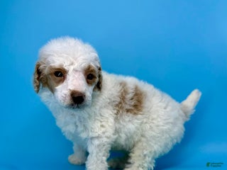 Miniature Poodle dogs Ham - Ad 21