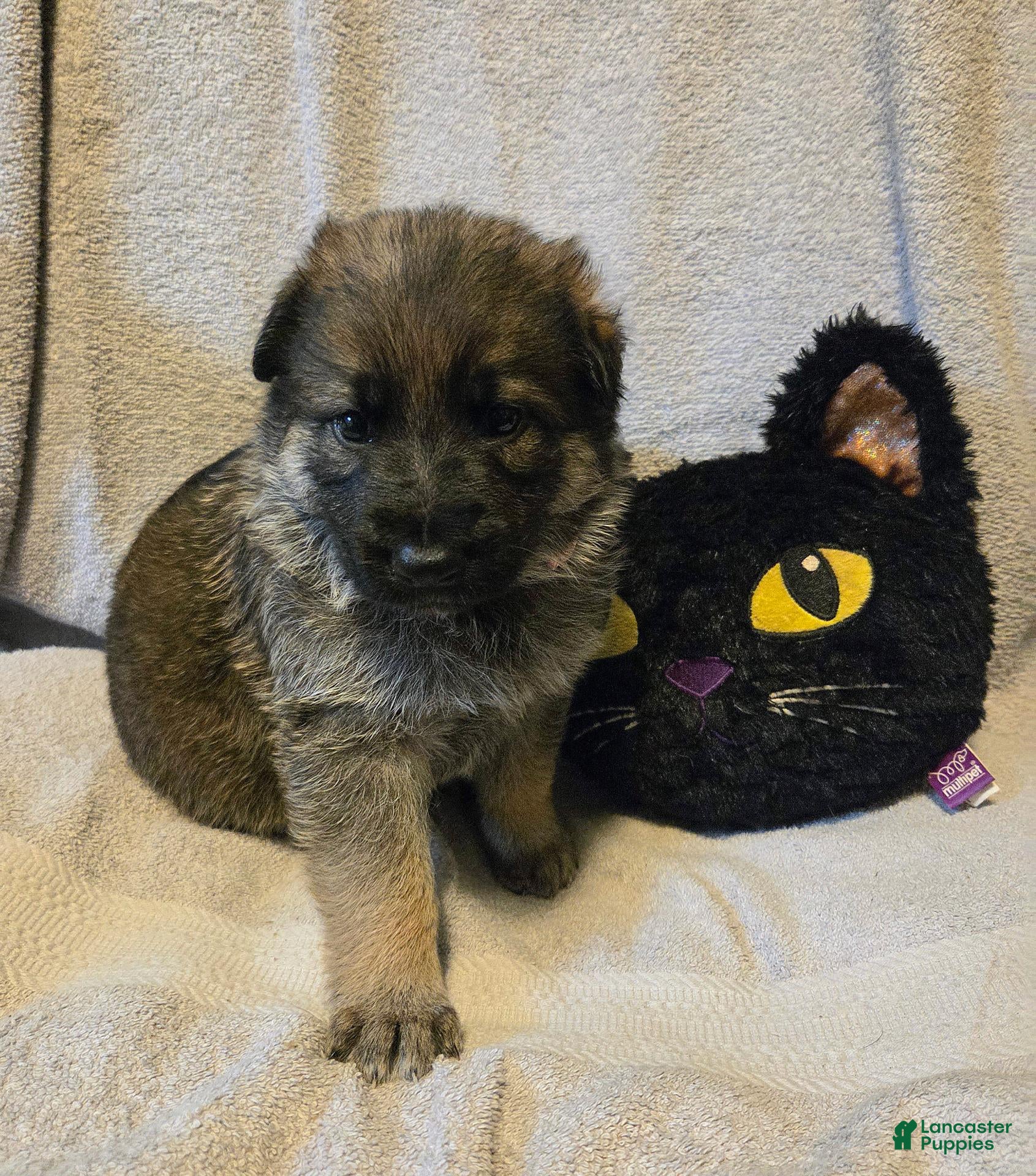 German Shepherd dogs Holly - Ad 1