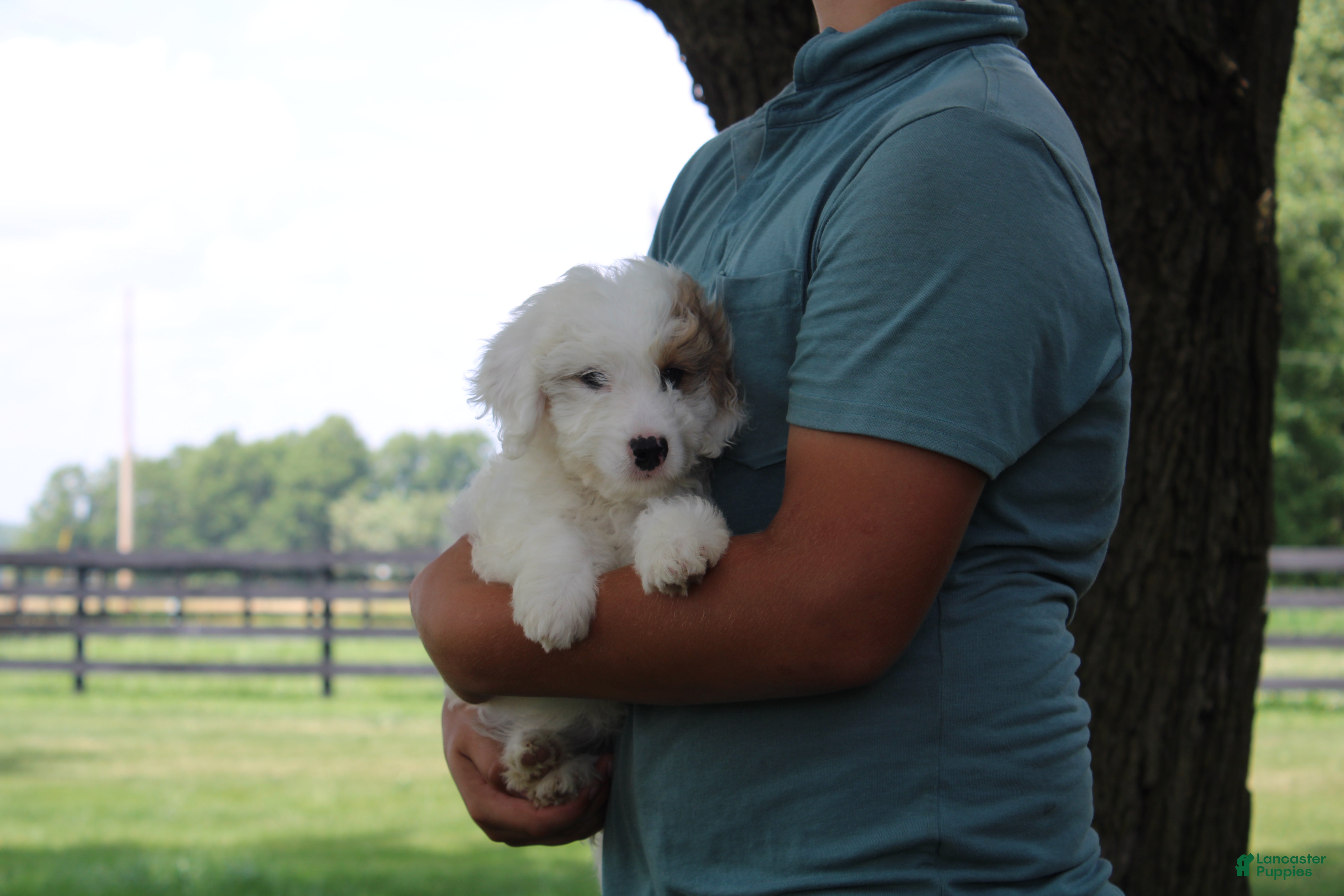 Mini Goldendoodle dogs Ria - Ad 1