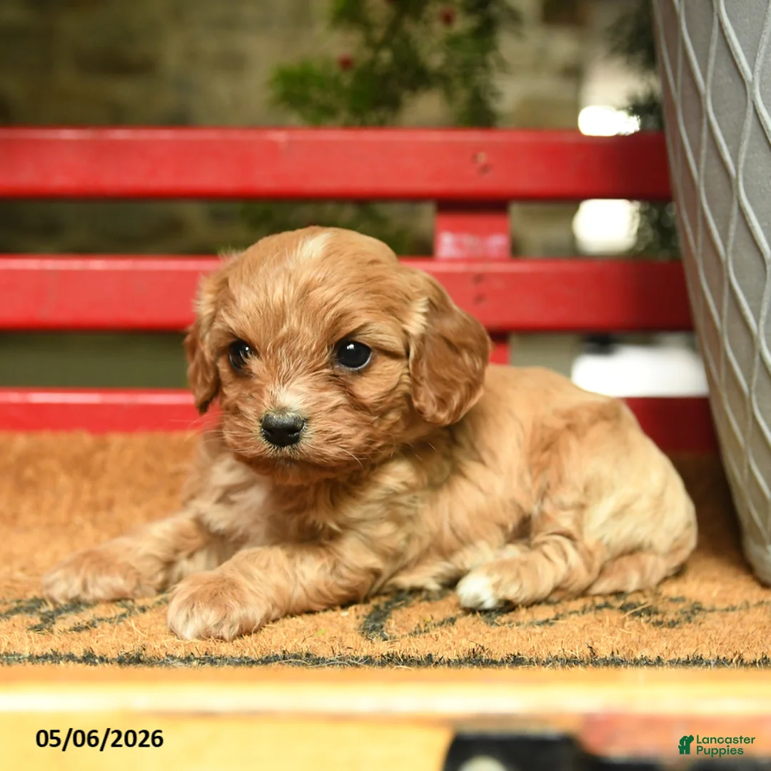 Cavapoo dogs for sale: Mahogany - Ad 3