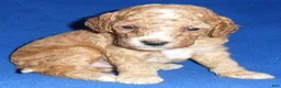 Cockapoo dogs for sale: Teddy - Ad 6