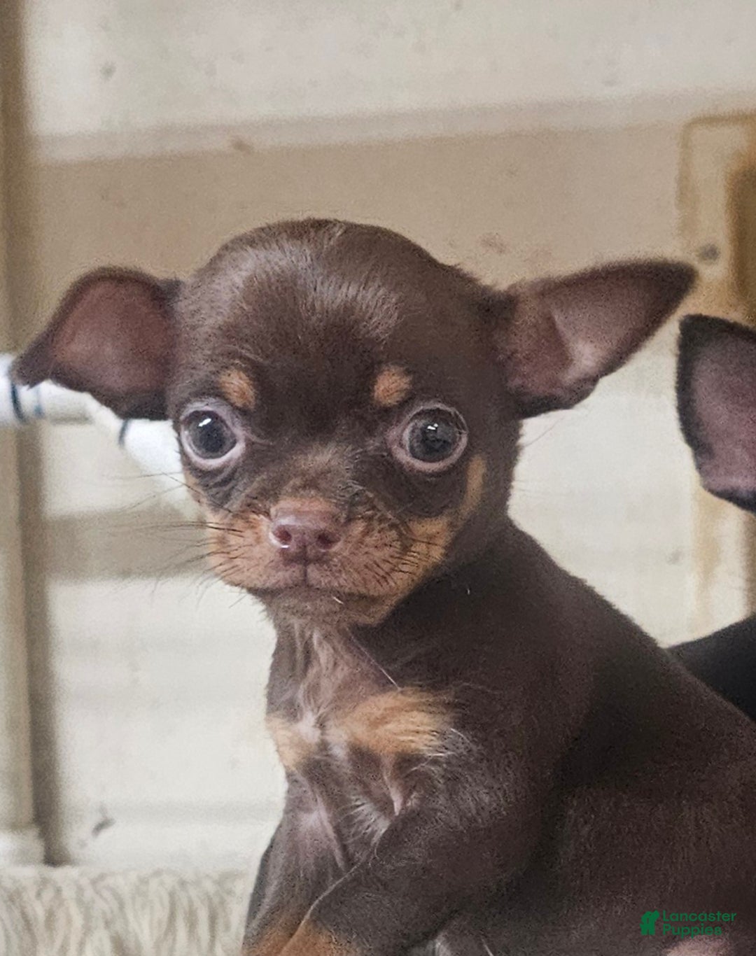 Chihuahua dogs for sale: Trixie - Ad 5