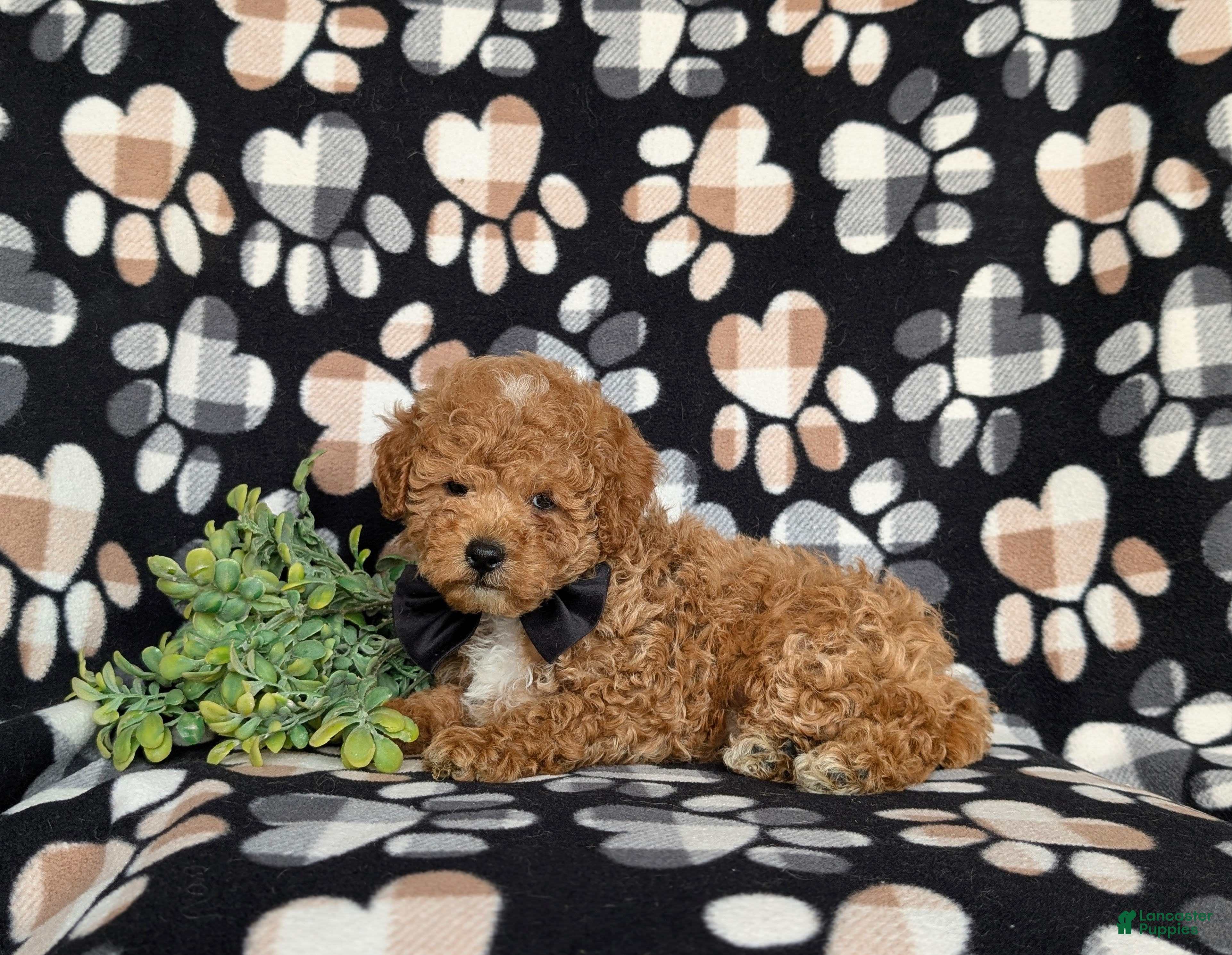 Miniature Poodle dogs for sale: Nyle - Ad 6