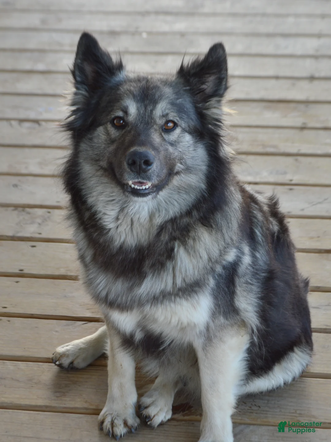 Mixed Breed dogs for sale: Rosette - Ad 4