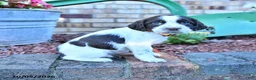 English Springer Spaniel dogs for sale: Becky - Ad 4