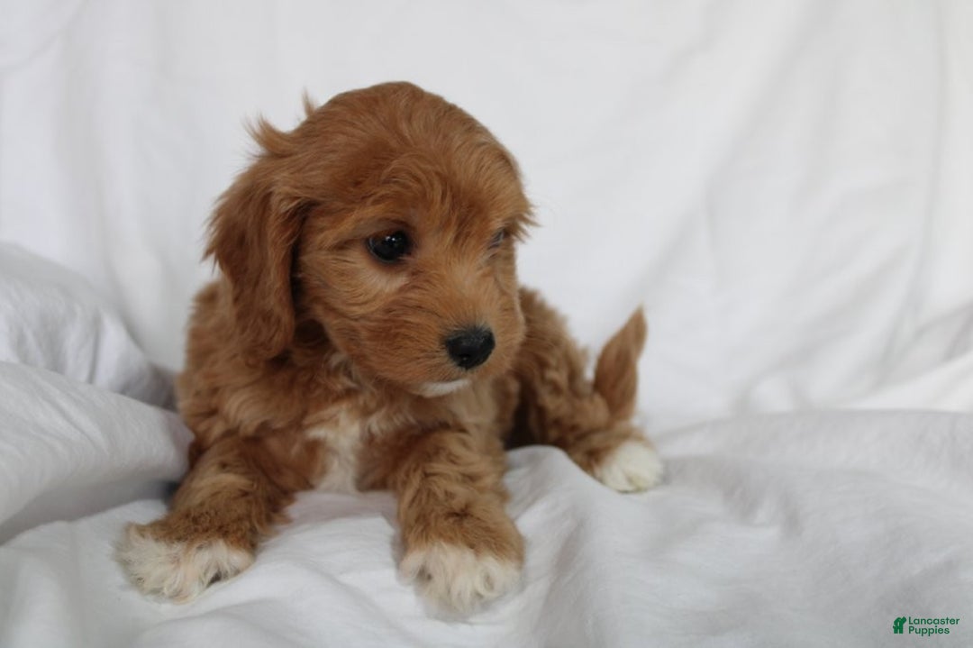 Mixed Breed dogs for sale: CavaPooChon female - JELLY BEAN - Ad 4