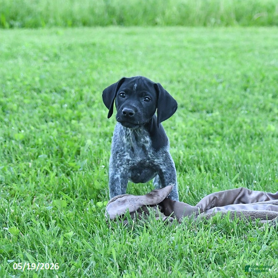 German Shorthaired Pointer dogs Rocky - Ad 2