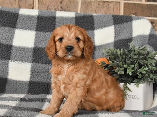 Cavapoo dogs - Ad 38