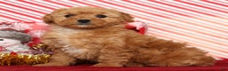 Miniature Poodle dogs for sale: Kris - Ad 2