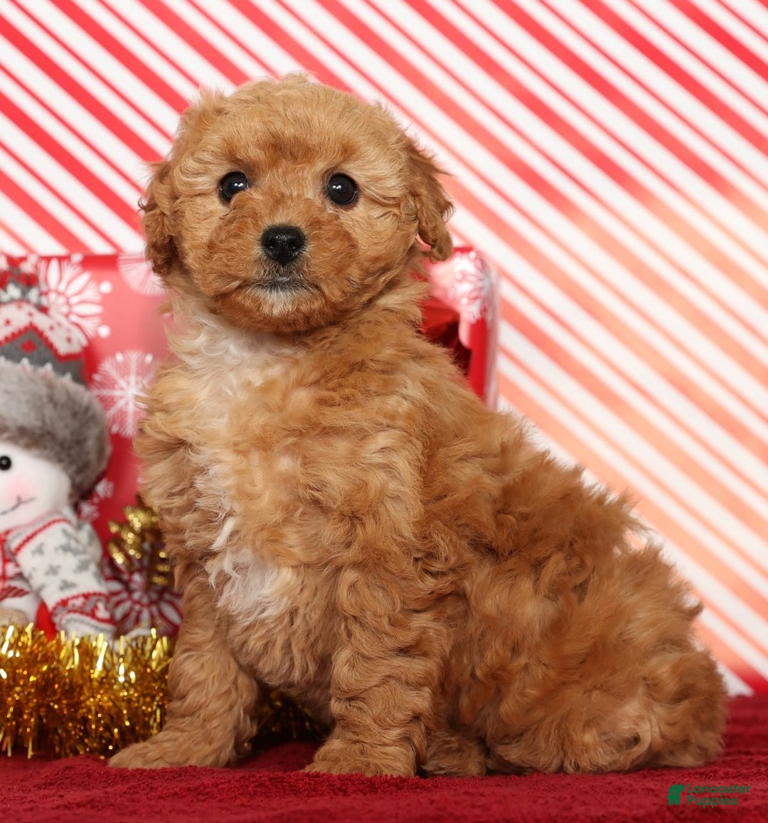 Miniature Poodle dogs for sale: Kris - Ad 2