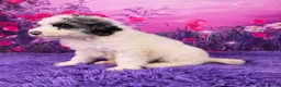 Mini Sheepadoodle dogs for sale: Sally - Ad 3