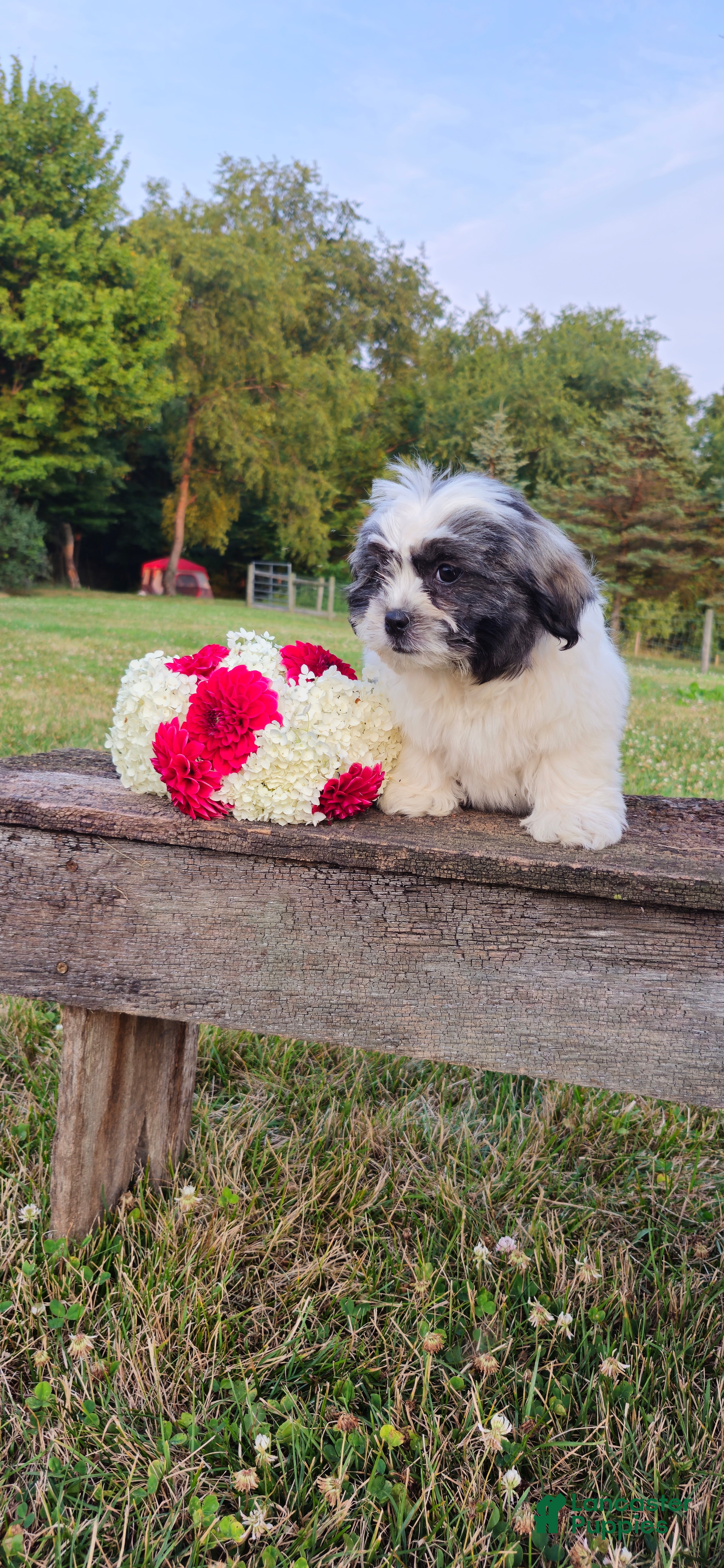 Teddy Bear dogs Macey - Ad 1