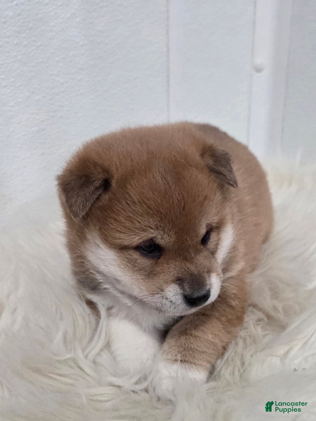 Shiba Inu dogs for sale: Ashton - Ad 3