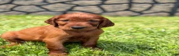 Irish Setter dogs for sale: Red collar - Ad 2