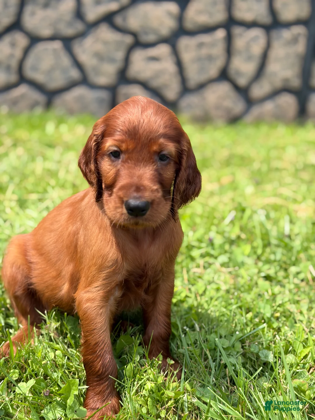 Irish Setter dogs for sale: Red collar - Ad 2
