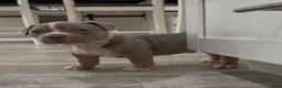 American Bully dogs for sale: American Bully Puppy 4 - Ad 3