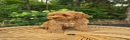 Mini Goldendoodle dogs for sale: Mari - Ad 2