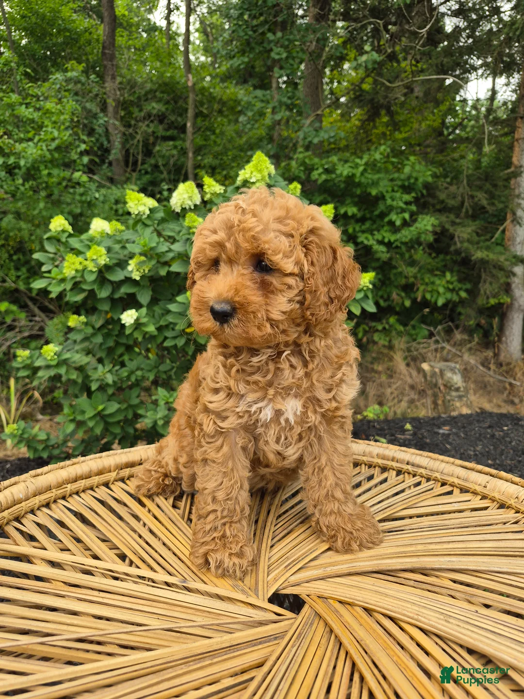 Mini Goldendoodle dogs for sale: Mari - Ad 2