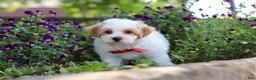 Maltipoo dogs for sale: Joey - Ad 5